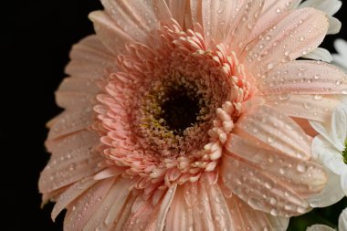 Gerbera çiçek yaprakları, flora