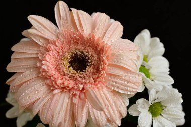 Güzel Çiçek buketi yakın