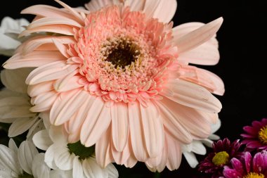 Koyu arkaplanda güzel çiçekler, yaz konsepti, yakın manzara