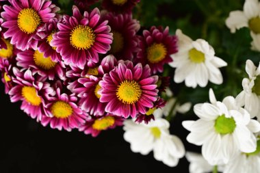 Güzel kasımpatılara, çiçeklere yakın 