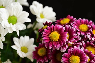 Güzel kasımpatılara, çiçeklere yakın 