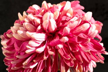 Siyah arka planda güzel kasımpatı çiçeği