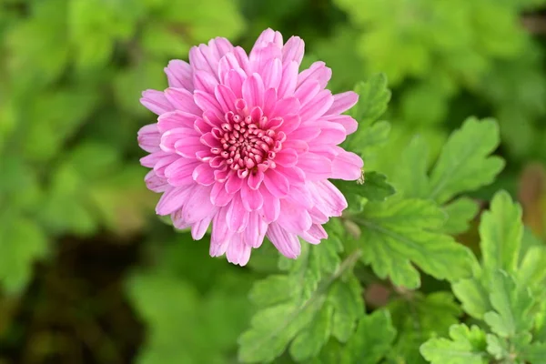 Bahçede yetişen güzel pembe yıldız çiçeği