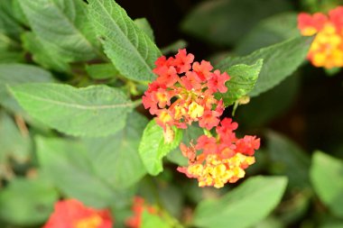 Bahçede güzel kırmızı ve sarı çiçekler