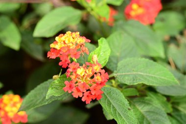 Bahçede güzel kırmızı ve sarı çiçekler