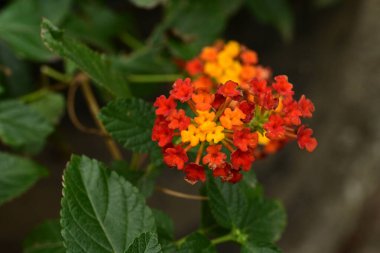 Bahçede güzel turuncu ve sarı çiçekler
