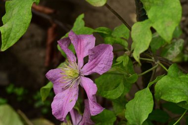 Clematis bahçede çiçek açıyor.