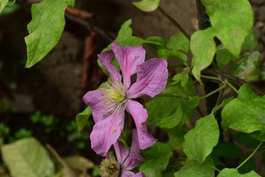 Clematis bahçede çiçek açıyor.