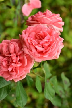 Bahçedeki güzel pembe güller