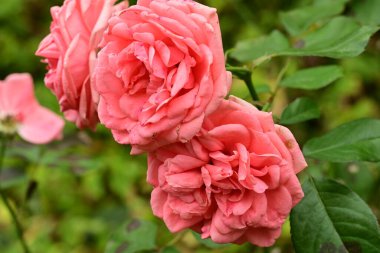 Bahçedeki güzel pembe güller