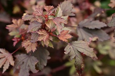 Bahçede güzel kırmızı yapraklar 
