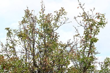  Yeşil yapraklı ağaç