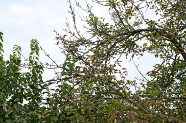  Yeşil yapraklı ağaç