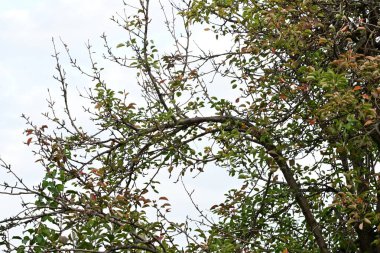 Ağaç dalları, bitki örtüsü.