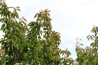 Güzel botanik fotoğrafı, doğal duvar kağıdı.