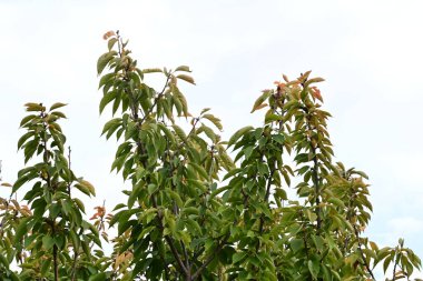 Gökyüzü arka planında yeşil yapraklar 