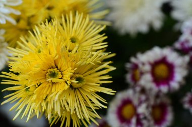 beautiful flowers bouquet, close up