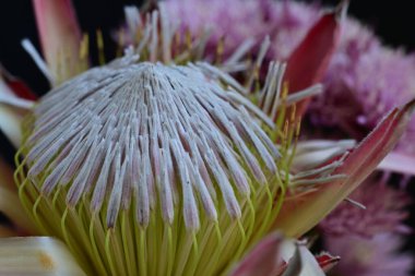 Siyah arka planda bir çiçeğin makro çekimi