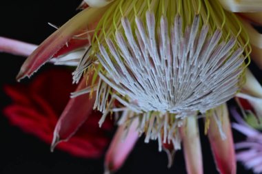 Güzel çiçeklenme çiçek görünümü yakın