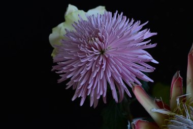 Bir çiçeğe yaklaş.