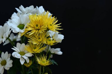 Siyah arkaplanda beyaz ve sarı çiçekler