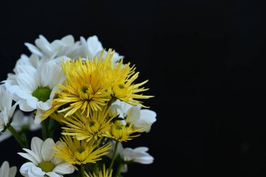 Güzel çiçekler, kasımpatılar, yaklaşın.