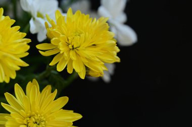 Güzel sarı ve beyaz çiçeklere yakın yaz konsepti