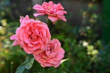 Bahçedeki güzel pembe güller