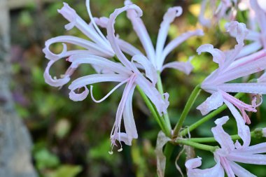 Bahçedeki güzel pembe çiçekler