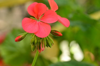 Bahçedeki güzel çiçekler