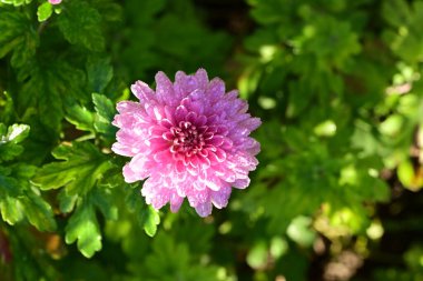 Renk çiçeğini kapat