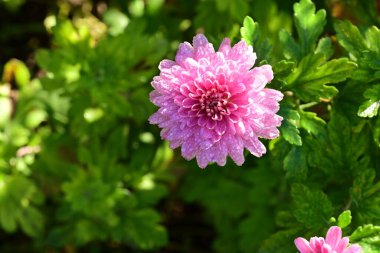 Bahçedeki güzel çiçek