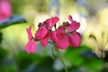 Renk çiçeğini kapat