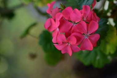 Renk çiçeğini kapat