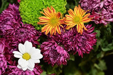 Parlak kasımpatılara yakın