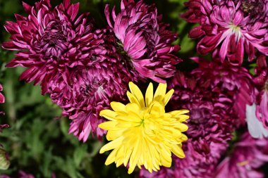 Parlak kasımpatılara yakın