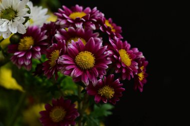 Bahçede güzel çiçekler, kasımpatılar