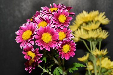 Parlak kasımpatılara yakın