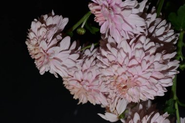 Güzel botanik çekimleri, doğal duvar kağıtları, kasımpatılar.