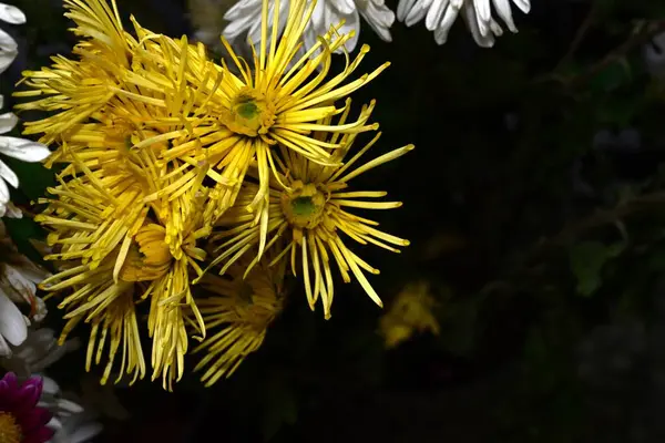 Güzel botanik fotoğrafı, doğal duvar kağıdı. Kasımpatılar