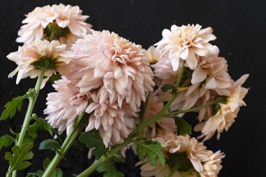 Parlak kasımpatılara yakın