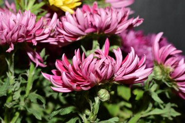 Parlak kasımpatılara yakın