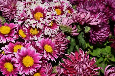 Parlak kasımpatılara yakın