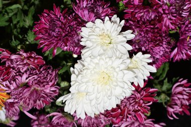 Parlak kasımpatılara yakın