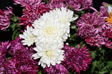 Parlak kasımpatılara yakın