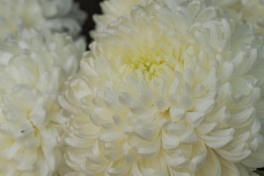 Parlak kasımpatılara yakın