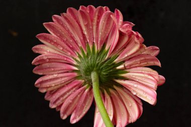 Güzel çiçek açan Gerbera çiçeğinin yakın görüntüsü