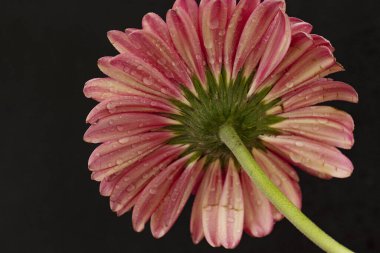 Güzel çiçek açan Gerbera çiçeğinin yakın görüntüsü