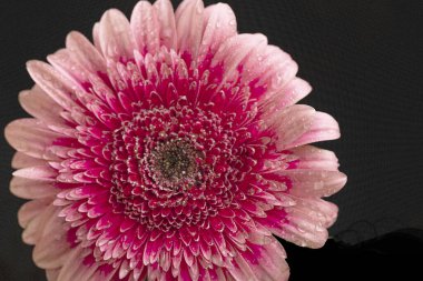 Güzel çiçek açan Gerbera çiçeğinin yakın görüntüsü