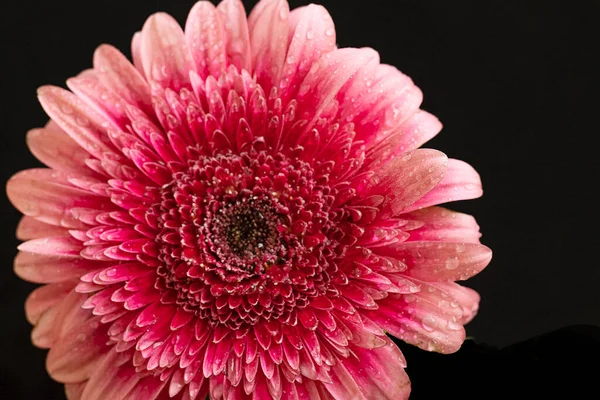 Güzel çiçek açan Gerbera çiçeğinin yakın görüntüsü